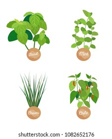 Basil mint chives and chile collection of labels with plants and leaves spices of aromatic plants, vector illustration isolated on white background