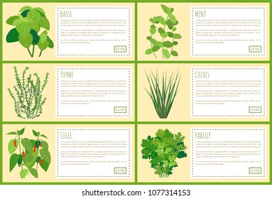 Basil mint and chives, thyme chile and parsley spices greenery with recipe text, vector illustration with various spiciness collection bright rectangles