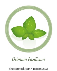 Basil - Ocimum Basilicum - culinary herb logo - isolated vector illustration on white background.
