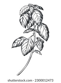 Basil on a white background in retro style. A popular seasoning in Italian, Greek and Provencal cuisine. Branch in engraving style. Spices botanical vector illustration.