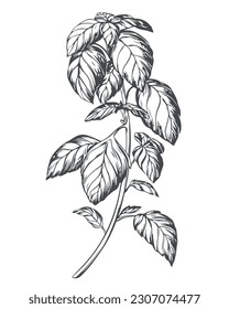 Basil on a white background in retro style. A popular seasoning in Italian, Greek and Provencal cuisine. Branch in engraving style. Spices botanical vector illustration.