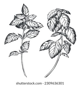 Basil on a white background in retro style. A popular seasoning in Italian, Greek and Provencal cuisine. Branch in engraving style. Spices botanical vector illustration.