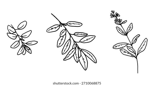 Albahaca, orégano y ramitas de bálsamo de limón, croquis en blanco y negro. Ilustración vectorial. Un conjunto de hierbas de cocina, aislado en un fondo blanco. Para menús, recetas, para imprimir sobre textiles y sobre envases