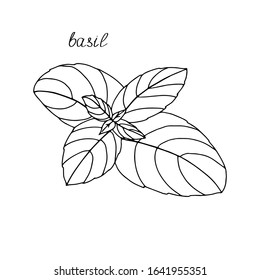 Basil outline drawing Isolated on white background Hand drawn drawing Grass spice leaves .For packaging interior design .Black and white image.Vector illustration