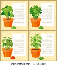Basil parsley chile and oregano fresh greenery set vector illustration, text sample, various spices collection, fresh greenery leaves, spicy powders