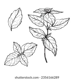 Basil plant drawing vector illustration on isolated white background. Hand drawn doodle with basil leaves and branch, fragrant herb, seasoning spice. For design, packing, label, print, paper, card