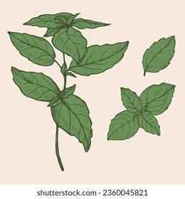 Basil plant drawing vector illustration on isolated background. Hand drawn doodle with basil leaves and branch, fragrant herb, seasoning spice, food. For design, packing, label, print, paper, card