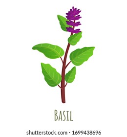 Basil Plant Icon. Cartoon Of Basil Plant Vector Icon For Web Design Isolated On White Background