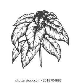 Basil plant ink drawing vector illustration on isolated white background. Hand drawn doodle with basil leaves and branch, fragrant herb, seasoning spice. For design, packing, label, print, paper, card