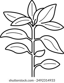 Basil plant pods. Vector outline illustration.