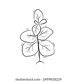Basil plant sketch. Simple vector illustration in doodle style