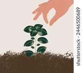 
Basil plant in the soil. Hand picking fresh plant in the garden