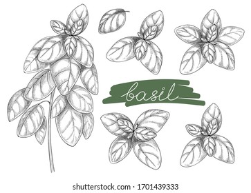 Basil Plant.  Vector Collection With Hand Drawn Illustrations On The White Background