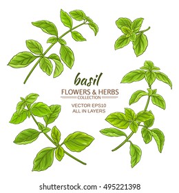 basil plant vector set on white background