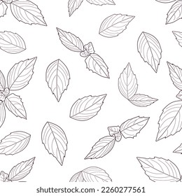 Basil seamless pattern. Hand drawn natural herb Basil illustration. Organic product sketch. Herbal Ingredient vector illustration