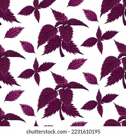 Basil seamless pattern isolated on a white background. Basil, fragrance seasoning. 
