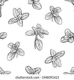  Basil Seamless Pattern. Italian herbs. Marjoram pattern. Hand-drawn illustration