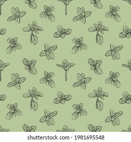  Patrón sin manchas. hierbas italianas. Patrón de Marjoram. Ilustración dibujada a mano. 