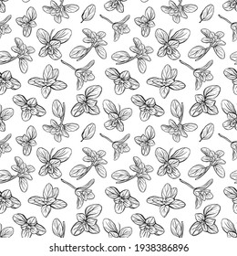  Patrón sin manchas. Hierbas italianas. Un brote de marjoram. Basil es un condimento aromático y aromático. Ilustración dibujada a mano