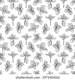 Basil Seamless Pattern. Italian herbs.A sprig of marjoram. Basil is a fragrant and fragrant seasoning. Hand-drawn illustration