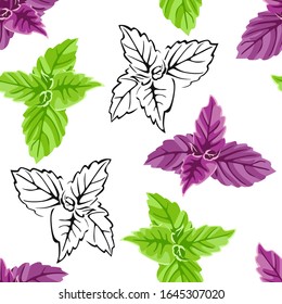 Basil seamless pattern on  white background. Purple, green basil leaves and black and white outline. Vector illustration