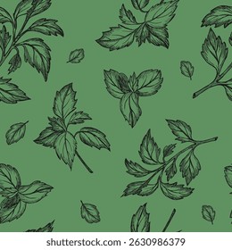 Manjericão padrão sem emenda. Vetor. Ilustração gráfica. Comida saudável de legumes de folha. Verde. Esboço desenhado à mão sobre fundo verde. Para design, temperos de embalagem, verdura, têxteis de cozinha, logotipo.