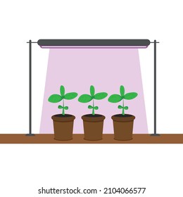 Basil seedlings in pots on a windowsill under a phytolamp