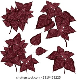 Basil. Conjunto de ramas y hojas de albahaca morada. Ilustración vectorial.