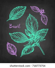 Basil set. Chalk sketch on blackboard background. Hand drawn vector illustration. Retro style.