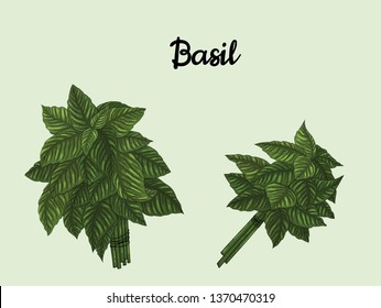 Basil set. Hand drawn fresh basil leaf vector illustration. Aroma tasty basil.