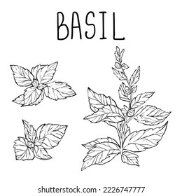Basil set, hand drawn vector illustration