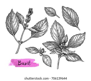 Basil set. Ink sketch isolated on white background. Hand drawn vector illustration. Retro style.