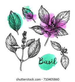 Basil set. Ink sketch isolated on white background. Hand drawn vector illustration. Retro style.