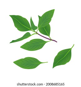 basil, Set of basil on white background, vector illustration.