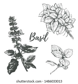 basil set sketch vector illustration. Basil hand drawing. Basil Herbs Collection
