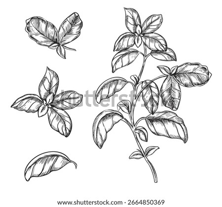 Basil Set. Vector illustration of branch and leaves. Hand drawn ink sketch of Culinary Herb, spicy ingredient isolated on a background. For label, product packaging, cards, posters or menu design.