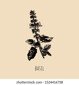 basil sketch drawing. basil vector illustration. basil hand drawing