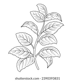 basil sketch. hand drawn basil outline illustration. basil black and white vector drawing. basil branch isolated on white background. vector illustration. plant line art drawing.