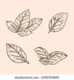 basil sketch. hand drawn basil outline illustration. basil vector drawing. basil branch isolated on background. vector illustration. plant line art drawing.