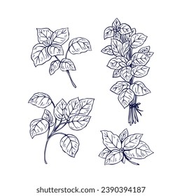 basil sketch. hand drawn basil outline illustration. basil black and white vector drawing. basil branch isolated on white background. vector illustration. plant line art drawing.