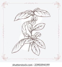 basil sketch. hand drawn basil outline illustration. basil black and white vector drawing. basil branch isolated on white background. vector illustration. plant line art drawing.