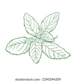 basil sketch. hand drawn basil outline illustration. basil vector drawing. basil branch isolated on background. vector illustration. plant line art drawing.