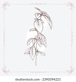 basil sketch. hand drawn basil outline illustration. basil black and white vector drawing. basil branch isolated on white background. vector illustration. plant line art drawing.