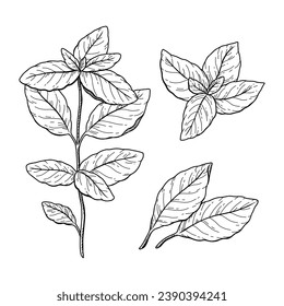 basil sketch. hand drawn basil outline illustration. basil black and white vector drawing. basil branch isolated on white background. vector illustration. plant line art drawing.