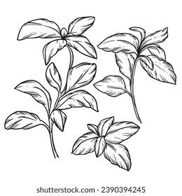 basil sketch. hand drawn basil outline illustration. basil black and white vector drawing. basil branch isolated on white background. vector illustration. plant line art drawing.