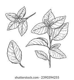 Basiskizze. handgezeichnete Grundrissgrafik. Schwarz-Weiß-Vektorgrafik auf Basis. Basilikum einzeln auf weißem Hintergrund. Vektorgrafik. Kunstzeichnung der Pflanze.