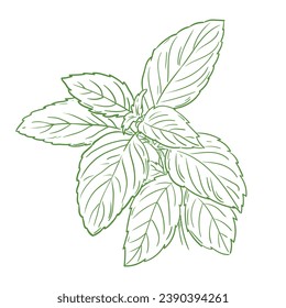 basil sketch. hand drawn basil outline illustration. basil vector drawing. basil branch isolated on background. vector illustration. plant line art drawing.