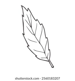 basil sketch. hand drawn basil outline illustration. basil black and white vector drawing. basil branch isolated on white background. vector illustration.