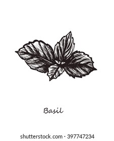 Basil sketch style. Vector illustration for your design