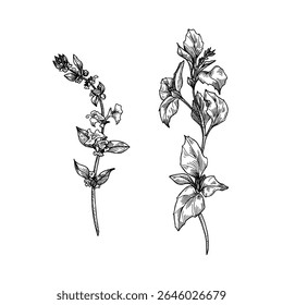 Primavera de manjericão e floração mão superior desenhada preto e branco esboço vetor ilustração. Esboço de arte de linha de ervas cultivares com folhas e flor para impressões botânicas, embalagens orgânicas e desenhos de jardim.